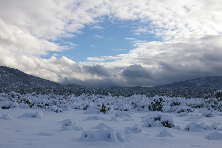 sagebrush under the snow