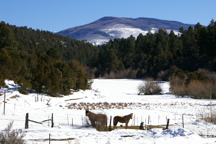 horses in the mountains