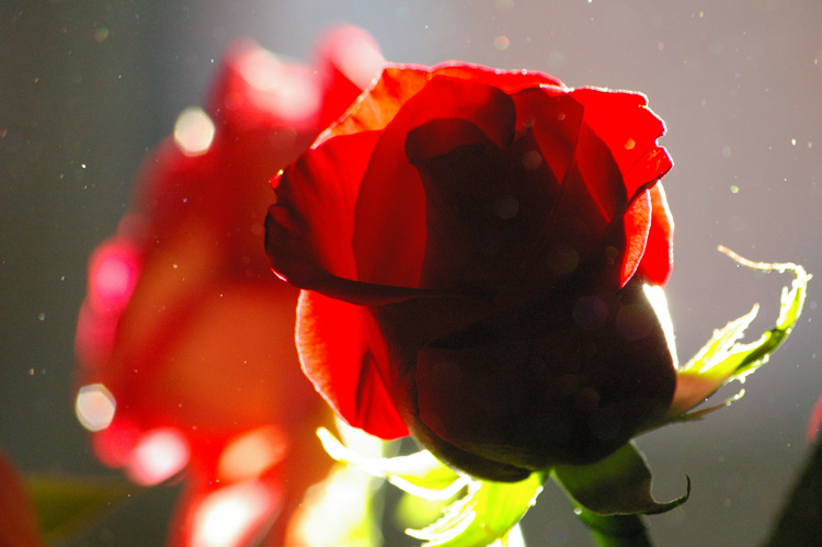 backlit rose