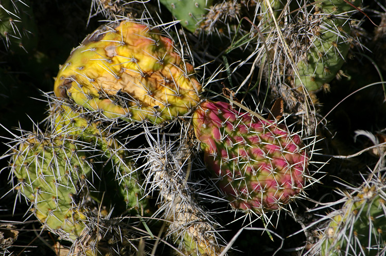 Multi-colored prickly pear cactus leaves up close.