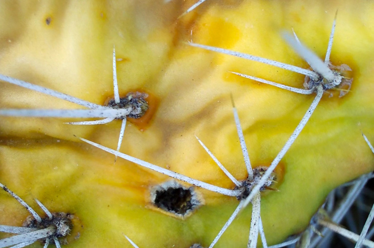 close-up of yellowed cactus leaf