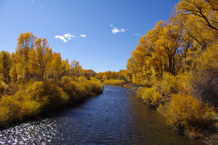 Conejos River in southern Colorado in fall colors