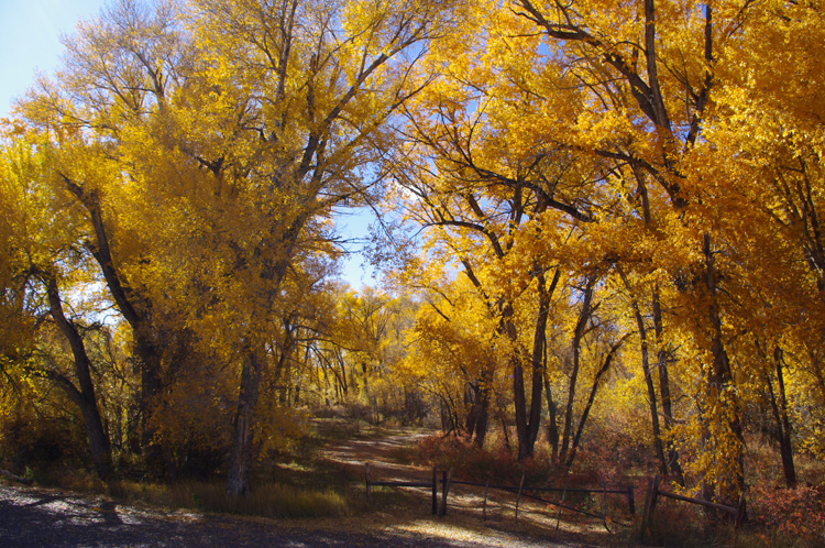 Conejos River bosque in southern Colorado