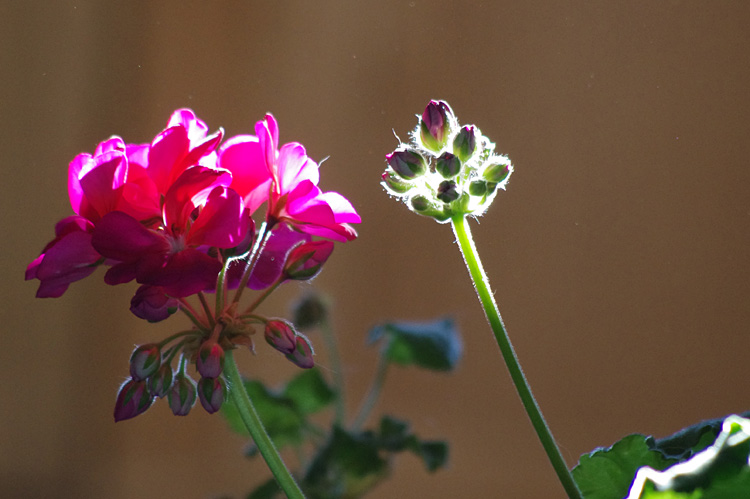 backlit geranium and buds in Taos, NM