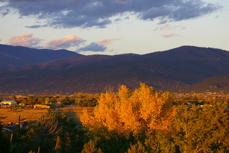 Cottonwood tree at sunset