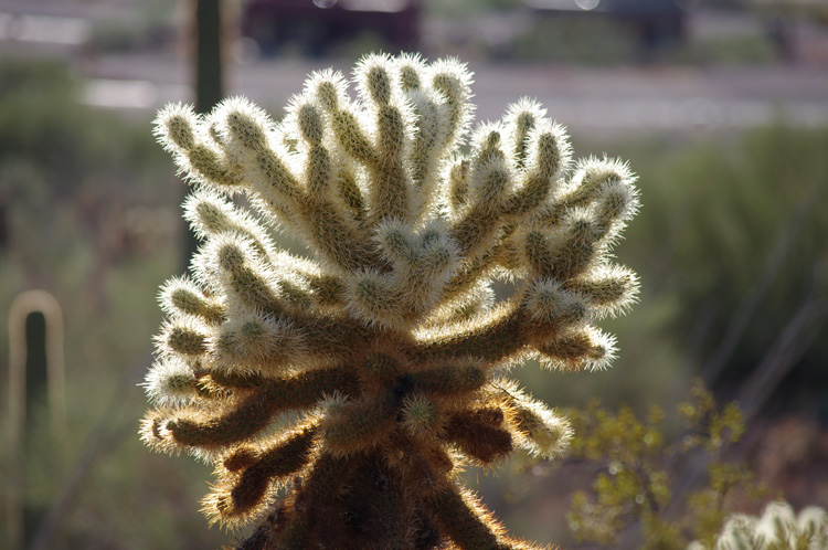 a very scary cholla outside Tucson, AZ