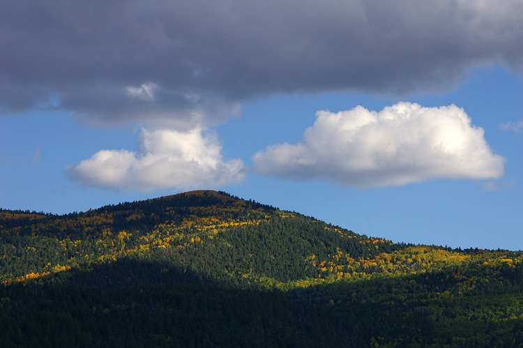 Aspens in fall colors as seen from Rt. 518 south of Taos, NM