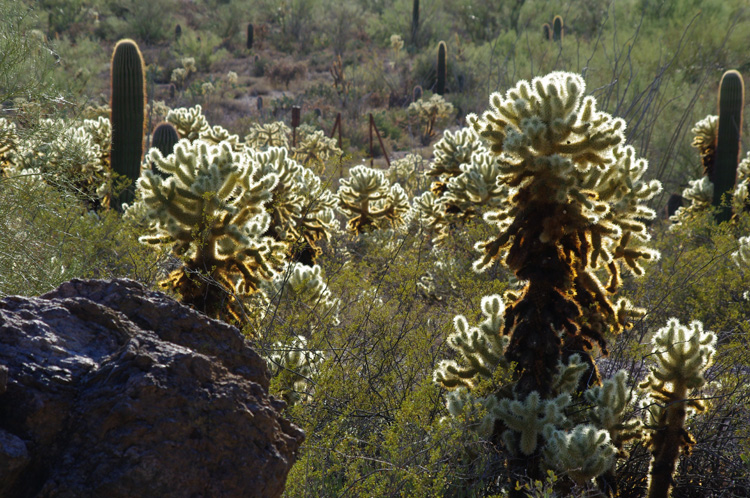 an army of cholla outside Tucson, AZ