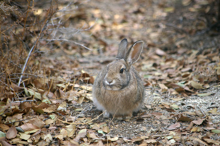 wild cottontail attack