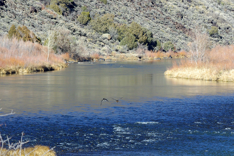 Ducks taking flight from the Rio Grande River near Pilar, NM