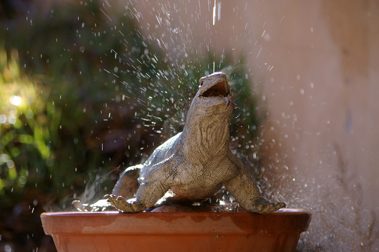 garden iguana