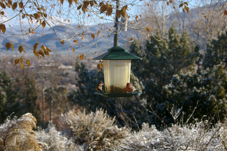 finches on feeder