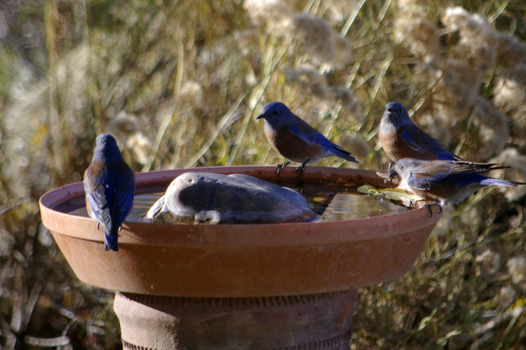 western bluebirds