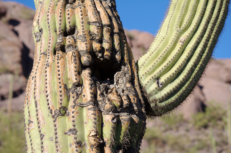 another crazy cactus from Tucson, Arizona