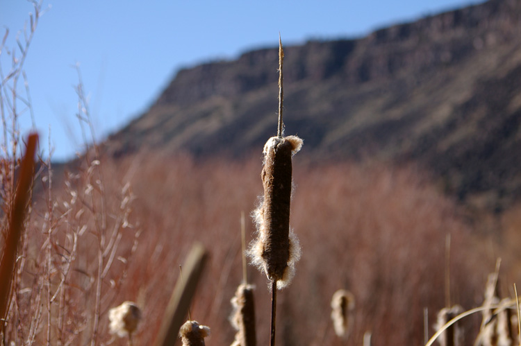 Cattails growing beside the Rio Grande