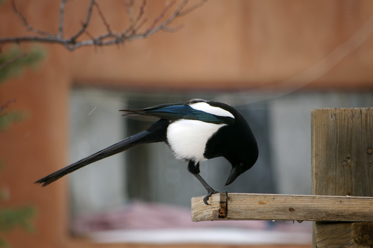 magpie on feeder