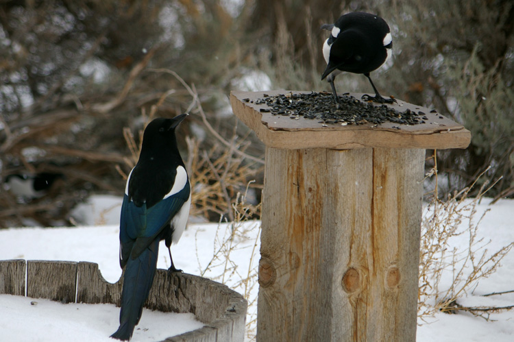 two magpies