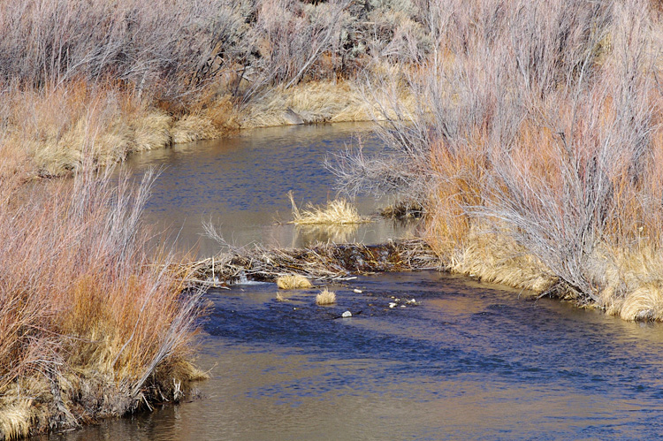 Beaver dam on the Rio Grande