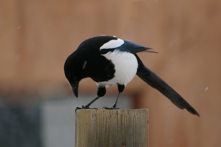 two magpies