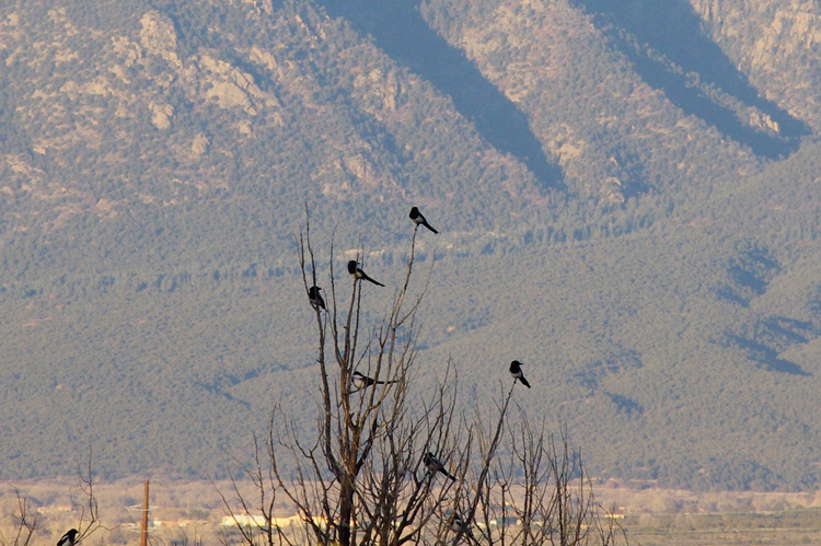 Magpies and the lower slopes of Taos Mountain in Taos, New Mexico