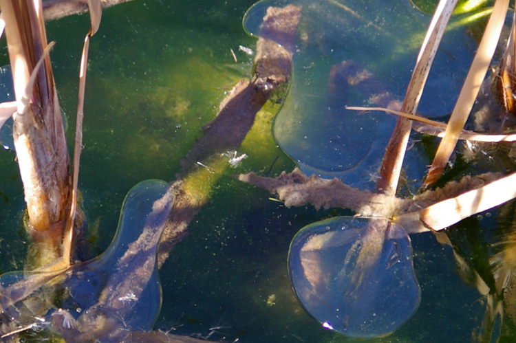 Bubbles under the ice on the Rio Grande River