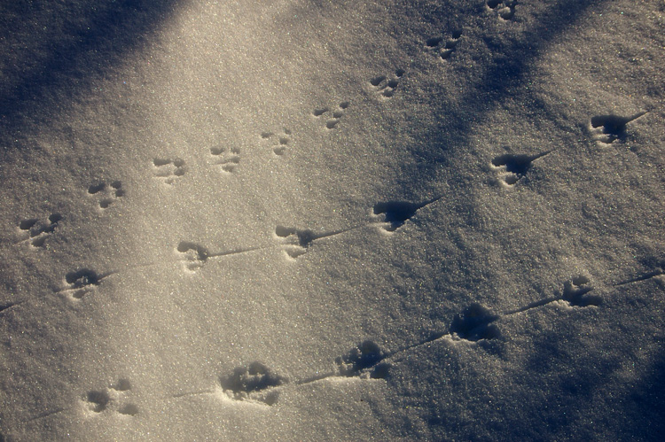 tracks in snow