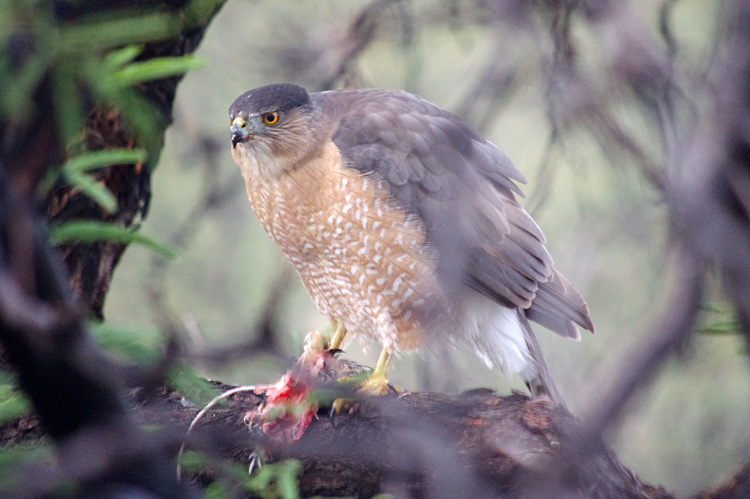 hawk feeding in a tree