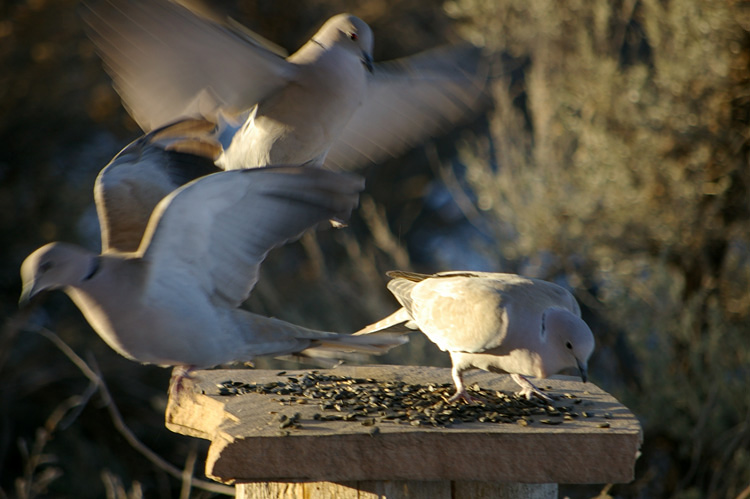 collared doves