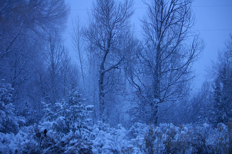 snowy scene at dusk