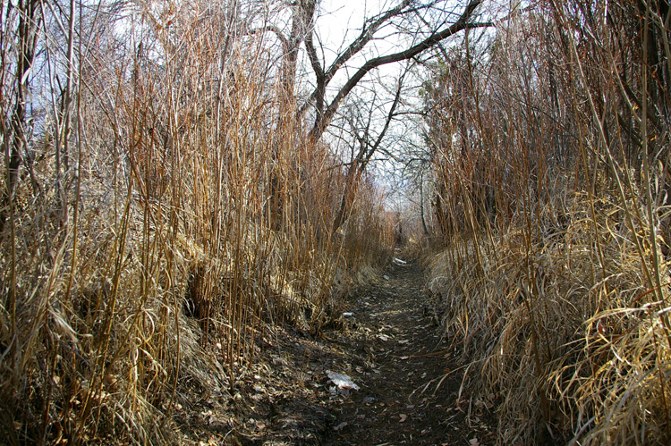 An acequia before spring cleaning