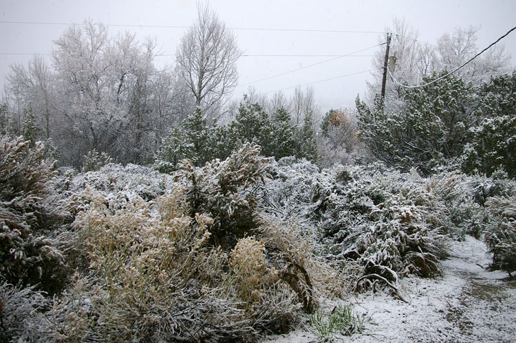 snowy back yard