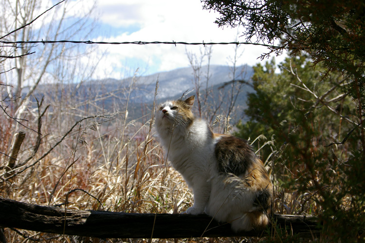 cat on a fence in Taos, New Mexico