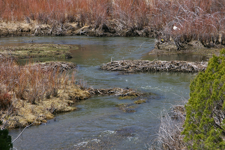 Rio Grande del Rancho with beaver dam near Taos, NM