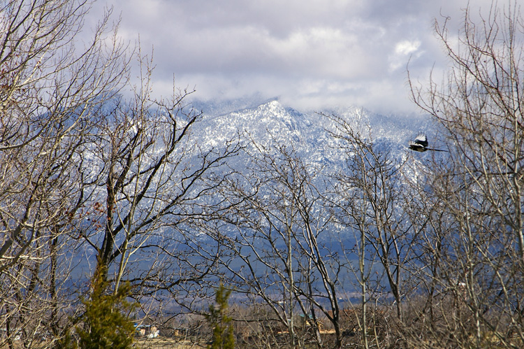 Taos mountain with magpie