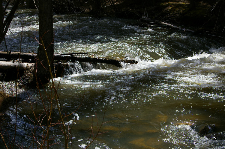 The Rio Pueblo at 8,000 feet up in the mountains south of Taos.