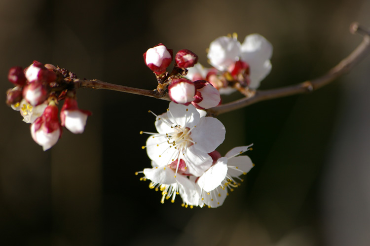 wild apricot blossoms