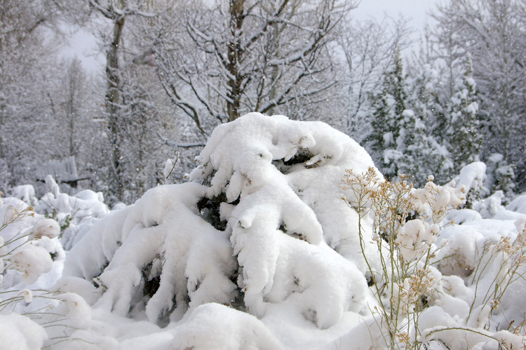 snow in backyard, Taos, New Mexico