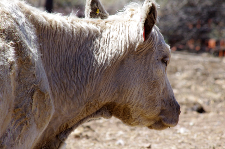 Another portrait of a cow