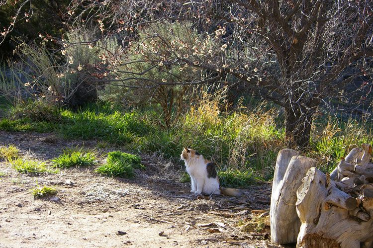 cat, grass, and apricot blossoms in Taos, New Mexico