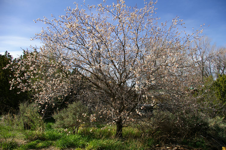 apricot tree in full bloom, Taos, New Mexico