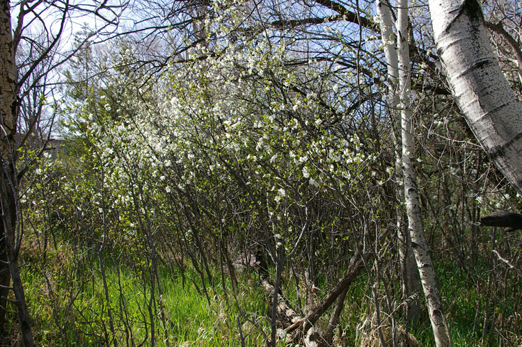 cherry blossoms by the acequia