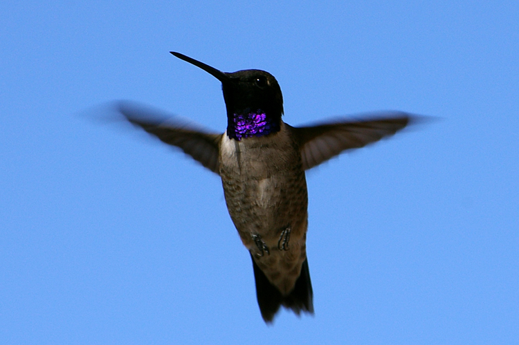 black-chinned hummingbird