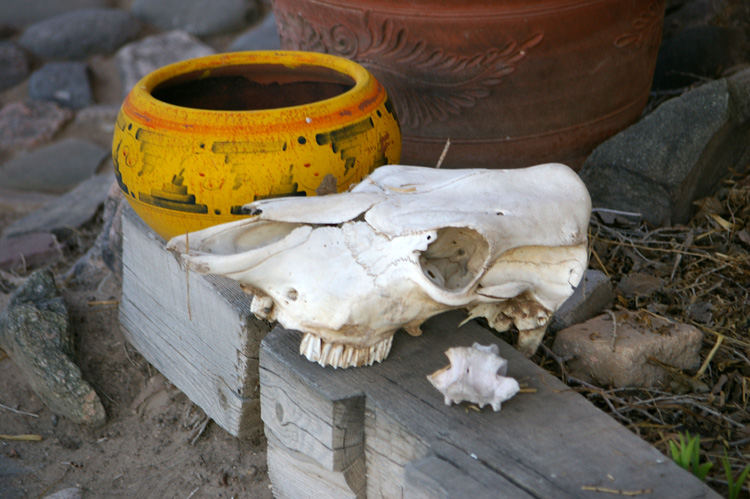 cow skull in garden