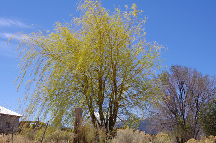 Willow tree in Taos, NM in the spring