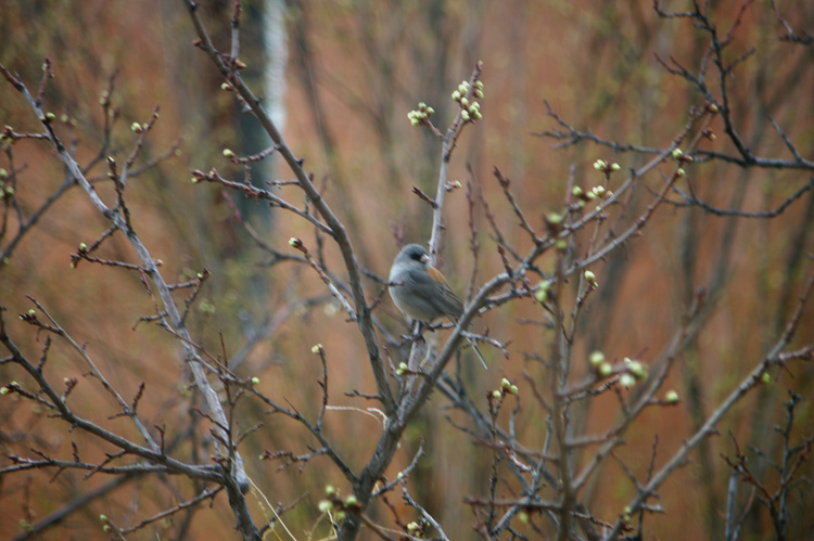 junco in a plum tree