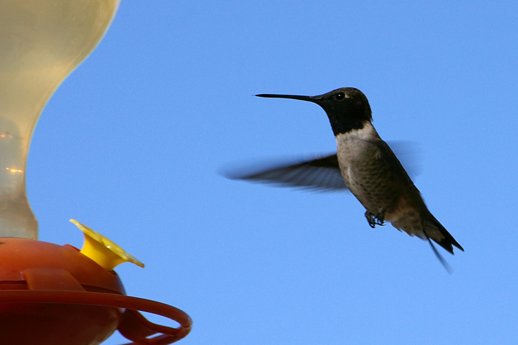 black-chinned hummingbird