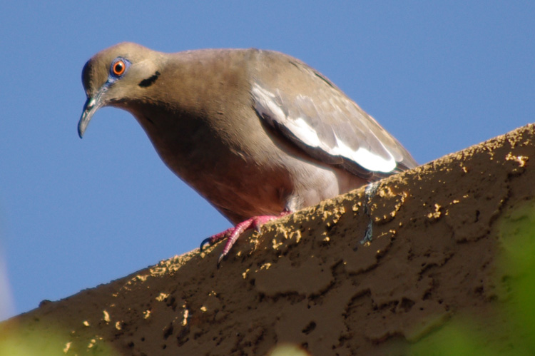 white-winged dove in Tucson, AZ