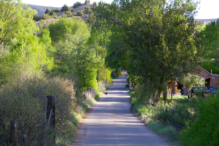 dog on street in Dixon, New Mexico