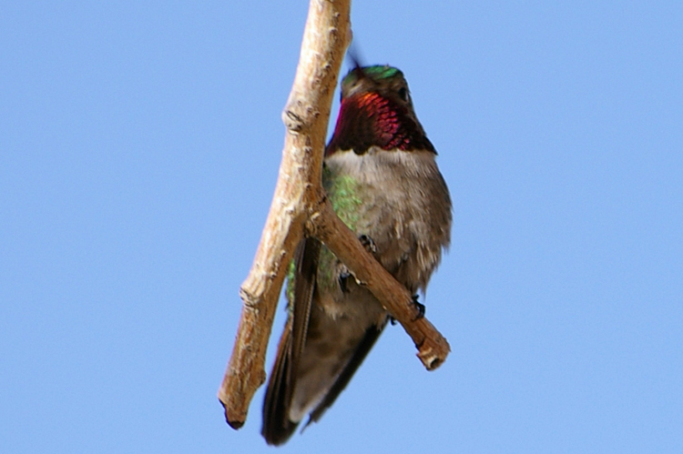 black-chinned hummingbird