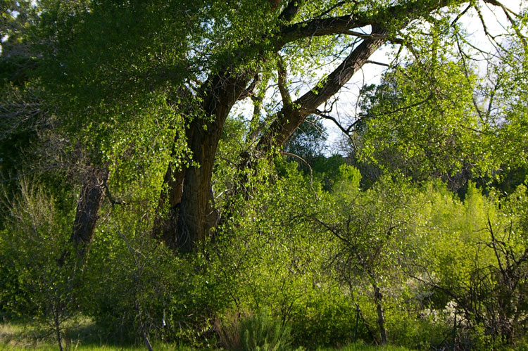 cottonwoods down by the river, Dixon, NM